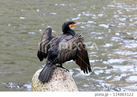 Japanese Great Cormorant in a canal by Tokyo Bay in Japan 114863122
