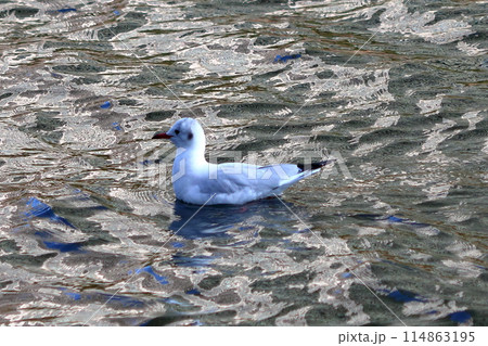 Japanese Black-headed Gull, Yurikamome, on a walkway next to a canal by Tokyo Bay in Japan 114863195