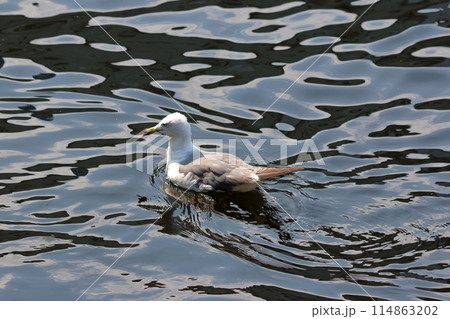 Japanese Black-headed Gull, Yurikamome, on a walkway next to a canal by Tokyo Bay in Japan 114863202