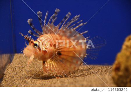 ミノカサゴ 114863243