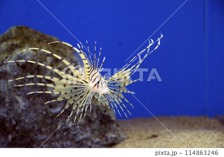 ミノカサゴ ミノカサゴ 114863246