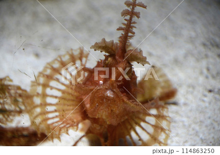 ボロカサゴ 114863250