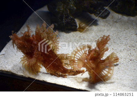 ボロカサゴ 114863251