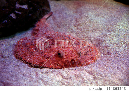 アカグツ アカグツ 114863348