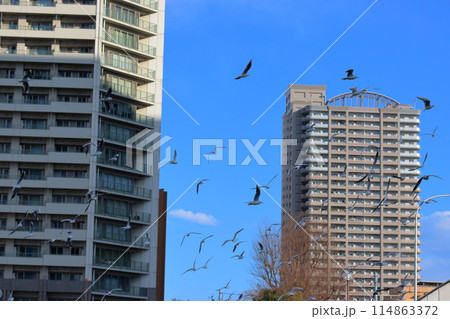 Flock of Japanese Sea Gulls, black headed gulls, yurikamome, at a canal off of Tokyo Bay in Tokyo Japan 114863372