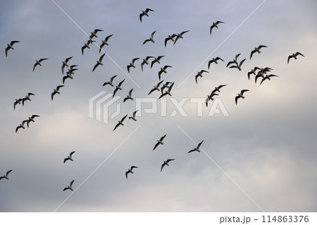 Flock of Japanese Sea Gulls, black headed gulls, yurikamome, at a canal off of Tokyo Bay in Tokyo Japan 114863376