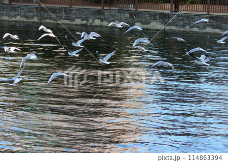 Flock of Japanese Sea Gulls, black headed gulls, yurikamome, at a canal off of Tokyo Bay in Tokyo Japan 114863394