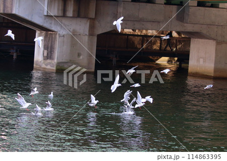 Flock of Japanese Sea Gulls, black headed gulls, yurikamome, at a canal off of Tokyo Bay in Tokyo Japan 114863395