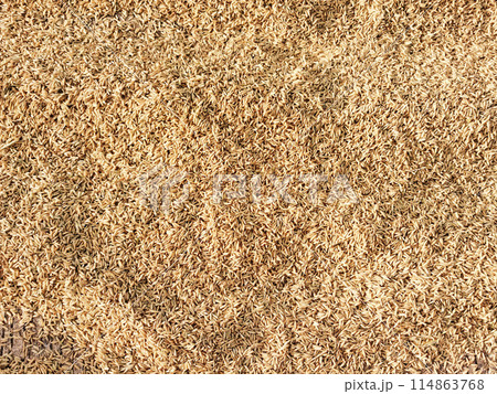 paddy or rice grains on the background yellow jasmine rice for background paddy or rice grains on the background yellow jasmine rice for background 114863768