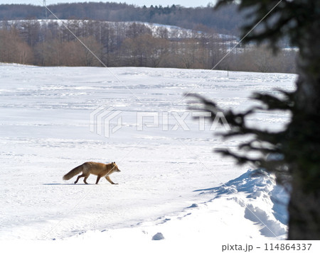 北海道冬のキタキツネ 114864337