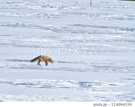 北海道冬のキタキツネ 北海道冬のキタキツネ 114864339
