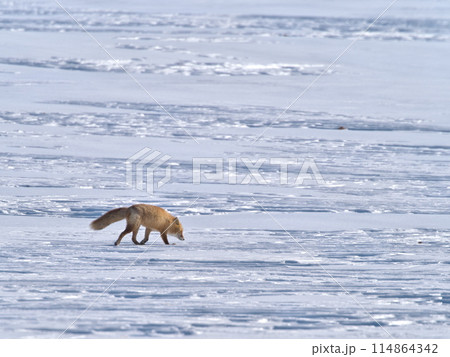 北海道冬のキタキツネ 114864342