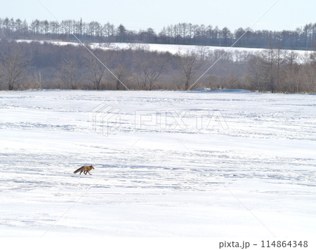 北海道冬のキタキツネ 114864348