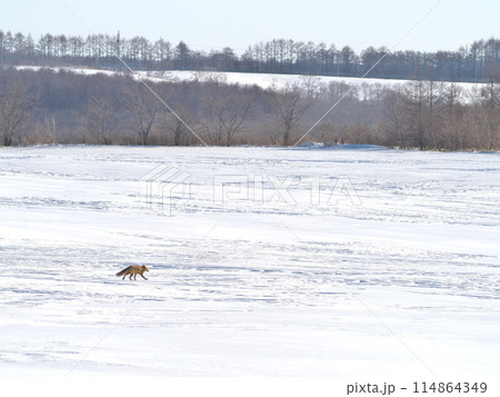 北海道冬のキタキツネ 114864349