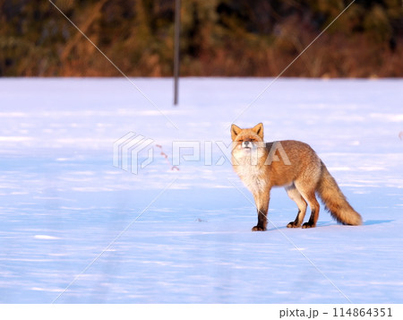 北海道冬のキタキツネ 114864351