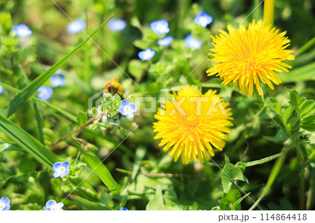 春の野原に咲くタンポポ 114864418