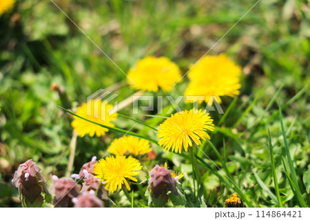 春の野原に咲くタンポポ 114864421