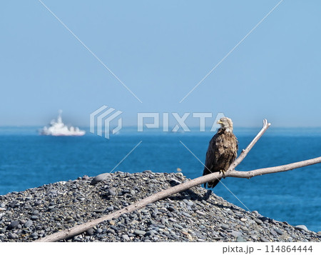 北海道東部のオジロワシ 北海道東部のオジロワシ 114864444