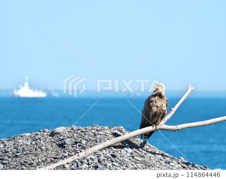 北海道東部のオジロワシ 114864446