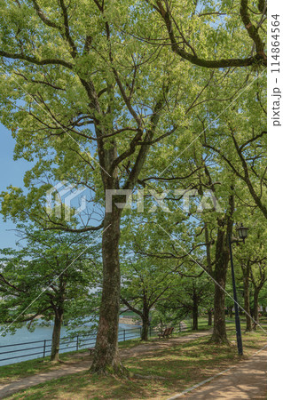 新緑が美しい初夏の公園 新緑が美しい初夏の公園 114864564