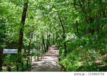 韓国　南漢山城の登山道【南漢山城入口ルート】 114864738