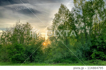 Explore a forest at sunset with sunlight filtering through the trees, creating a serene view Explore a forest at sunset with sunlight filtering through the trees, creating a serene view 114864795