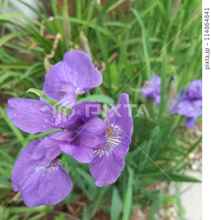 紫色の花を咲かせた植物のアップで撮影した写真 紫色の花を咲かせた植物のアップで撮影した写真 114864841
