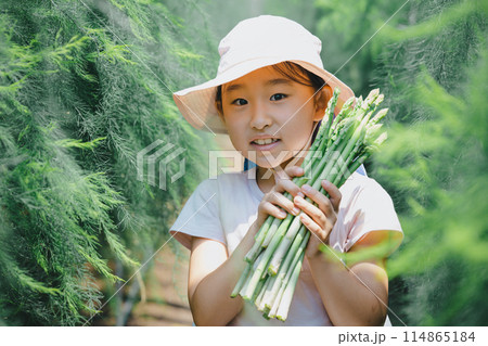 野菜の収穫を楽しむ子供 野菜の収穫を楽しむ子供 114865184