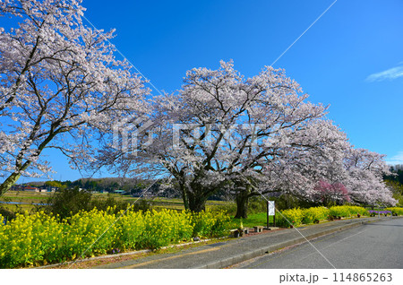 う川古代桜　鵜川遊泉寺駅跡　小松市 114865263