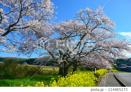 う川古代桜　鵜川遊泉寺駅跡　小松市 114865272