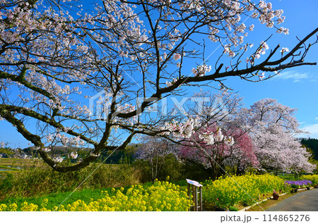 う川古代桜　鵜川遊泉寺駅跡　小松市 114865276