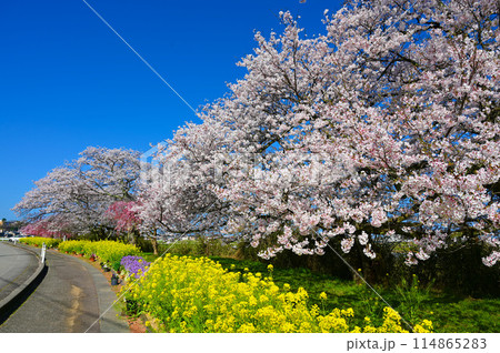 う川古代桜 小松市 う川古代桜 小松市 114865283
