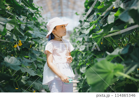 野菜の収穫を楽しむ子供 114865346
