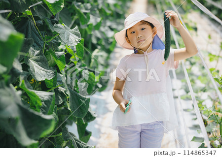 野菜の収穫を楽しむ子供 114865347