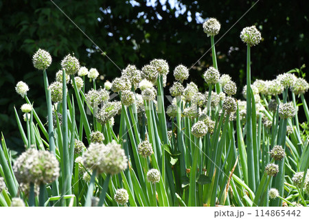 ネギボウズ（葱坊主） 114865442