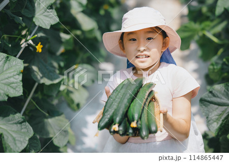 野菜の収穫を楽しむ子供 野菜の収穫を楽しむ子供 114865447