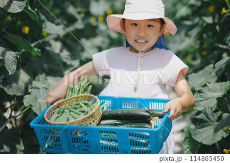 野菜の収穫を楽しむ子供 114865450
