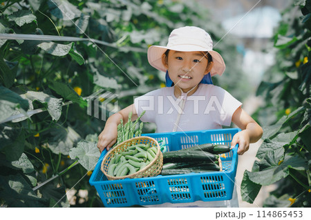 野菜の収穫を楽しむ子供 114865453