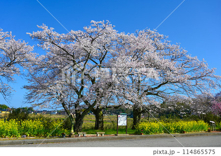 う川古代桜 春 小松市 う川古代桜 春 小松市 114865575