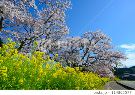 う川古代桜　菜の花　小松市 114865577