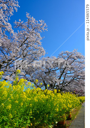 う川古代桜 菜の花 小松市 う川古代桜 菜の花 小松市 114865579