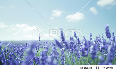青空に伸びるラベンダー 青空に伸びるラベンダー 114865666
