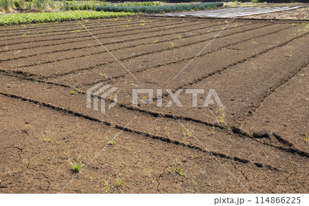 耕された畑 114866225