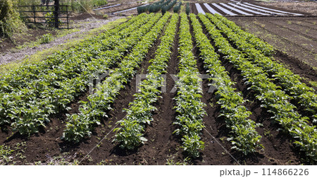 畑に植えられたじゃがいも 114866226