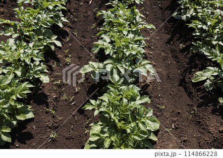 畑に植えられたじゃがいも 114866228