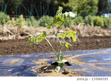 植えたばかりのスイカの苗 114866391