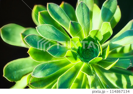 花のような形できれいな緑色をした多肉植物 114867134
