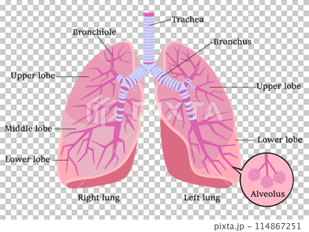 Parts of the lungs 114867251