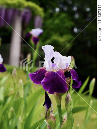 花菖蒲 花菖蒲 114867313