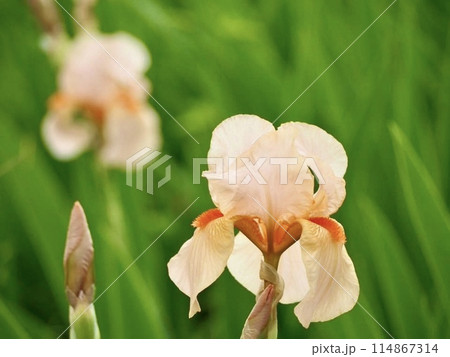 白い花菖蒲 114867314